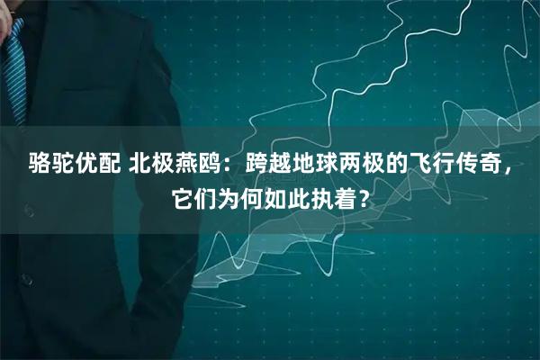 骆驼优配 北极燕鸥：跨越地球两极的飞行传奇，它们为何如此执着？